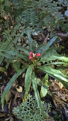 Nidularium longiflorum, photograph (c) Paulo Mascaretti, some rights reserved (CC BY)