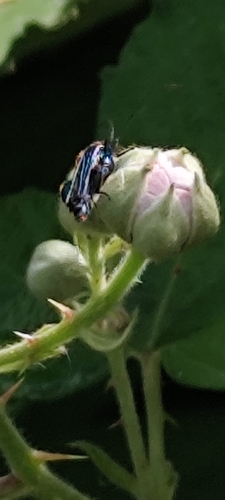 Thick-legged Flower Beetle