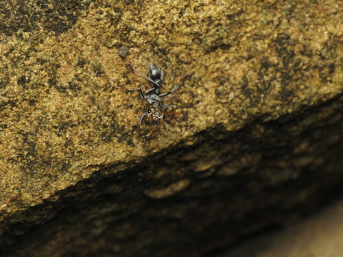 Myrmecia impaternata
