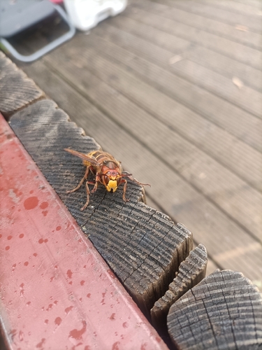European Hornet