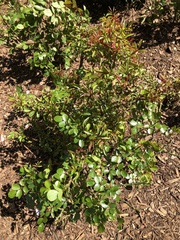 Rose rosette emaravirus