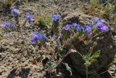 Phacelia bombycina
