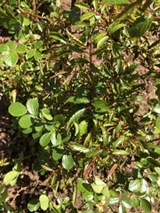 Rose rosette emaravirus