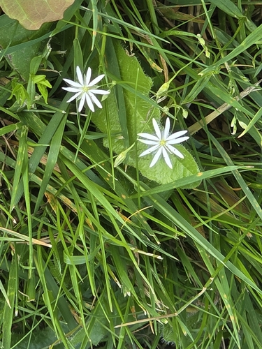 lesser stitchwort