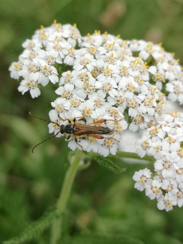 Stenopterus rufus