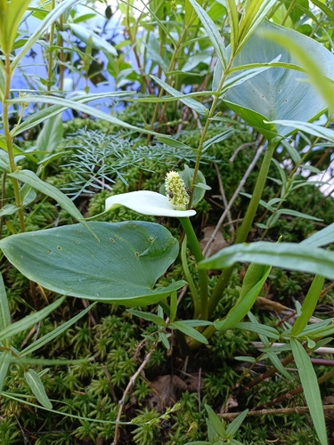 marsh calla