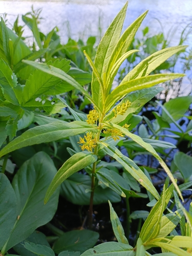 Tufted Loosestrife