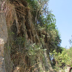 Euphorbia antiquorum