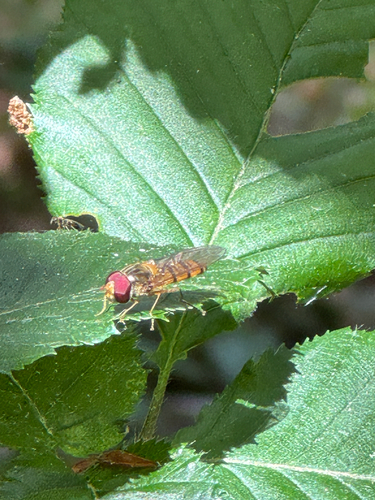 Marmalade Hover Fly