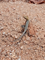 Sceloporus siniferus
