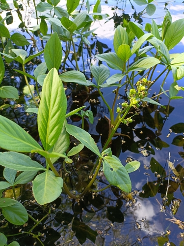 Bogbean