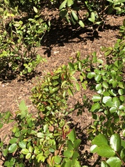 Rose rosette emaravirus