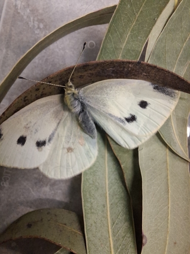 Small White