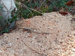 Sceloporus siniferus