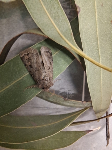 Bogong Moth