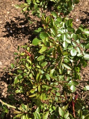 Rose rosette emaravirus