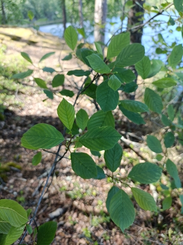 alder buckthorn