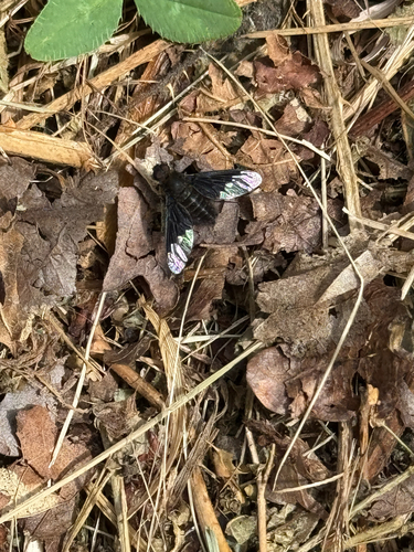 Black Banded Bee Fly