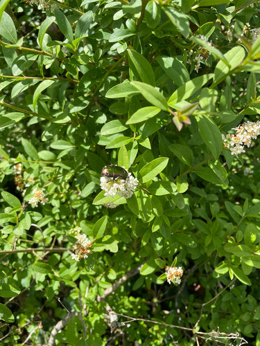 European Rose Chafer