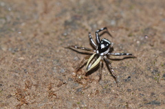 Phintelloides