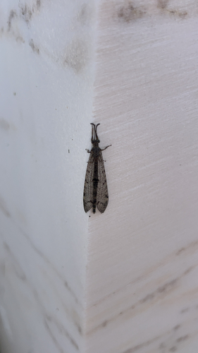 Four-spotted antlion