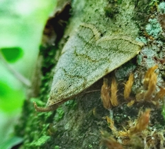 Pechipogo strigilata