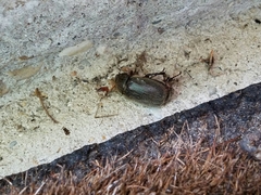 Phyllophaga crenulata