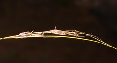 Schoenus cuspidatus