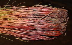 Schoenus cuspidatus