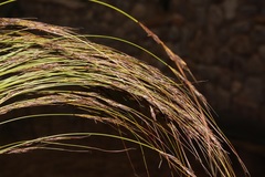 Schoenus cuspidatus