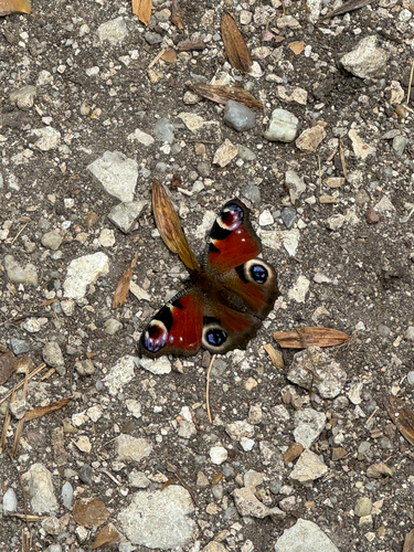 European Peacock Butterfly
