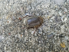 Phyllophaga crenulata