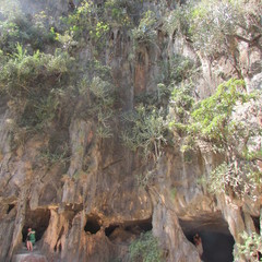 Euphorbia antiquorum