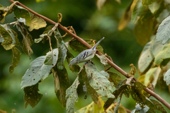 Creamy-Bellied Antwren photo 2