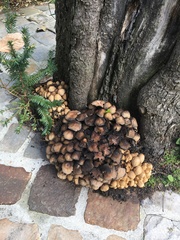 Coprinellus micaceus