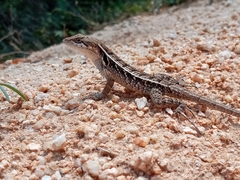Sceloporus siniferus