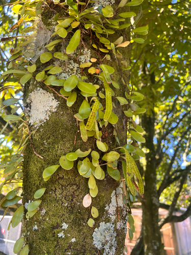 Leather-leaf fern