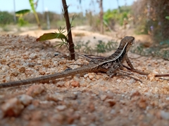 Sceloporus siniferus