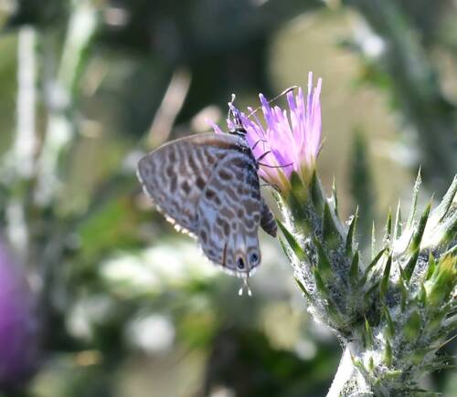 Lang's Short-tailed Blue