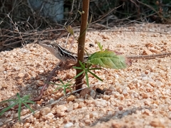 Sceloporus siniferus