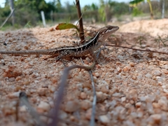 Sceloporus siniferus