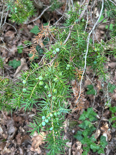 common juniper