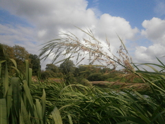 Zizania latifolia