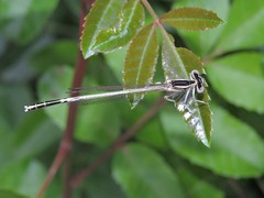 Platycnemis dealbata