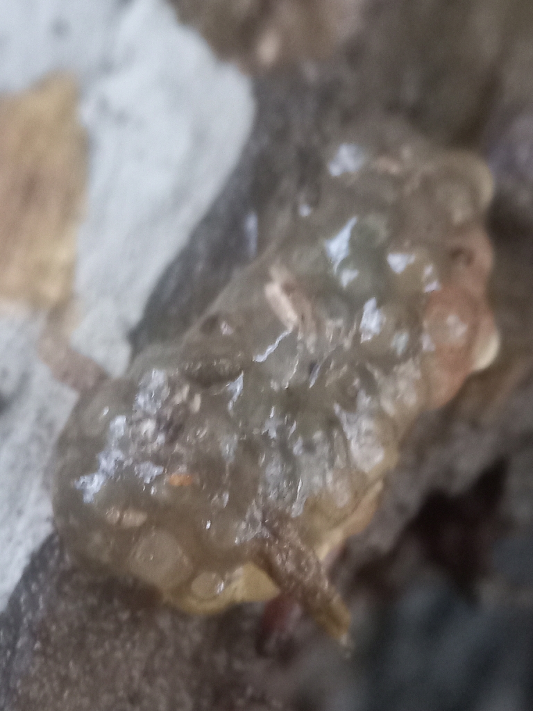 Crystal Brain Fungus · June 2026 · photo: Photo: (c) Aleks, some rights reserved (CC BY) · iNaturalist