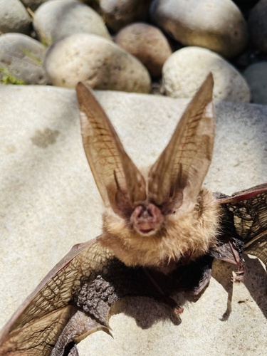 Townsend's Big-eared Bat