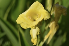Canna flaccida