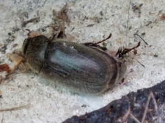 Phyllophaga crenulata