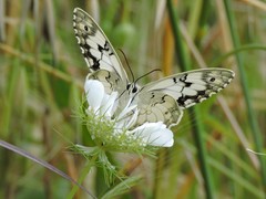 Melanargia titea
