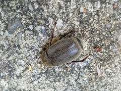 Phyllophaga crenulata